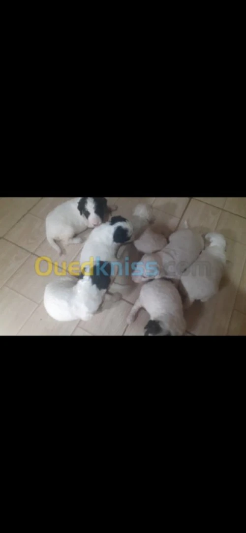 Des bb Caniche bichan blanche 