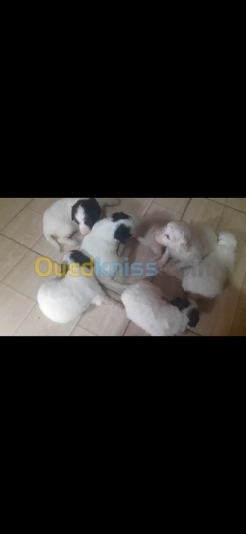 Des bb Caniche bichan blanche 