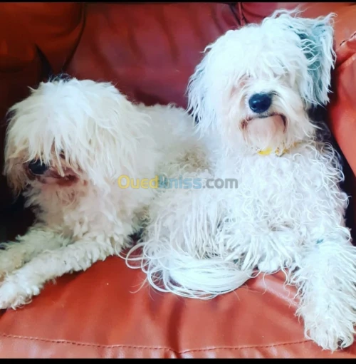 Des bb Caniche bichan blanche 