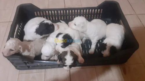 Des bb Caniche bichan blanche 