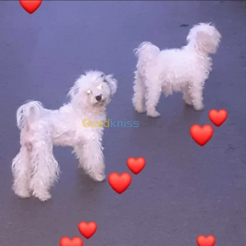 Des bb Caniche bichan blanche 