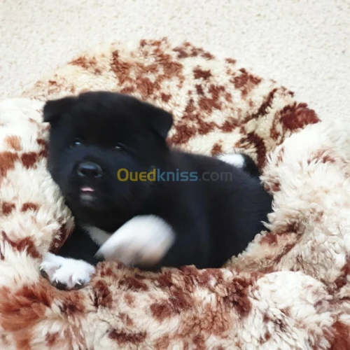Chiot Akita americain أكيتا الأمريكي 