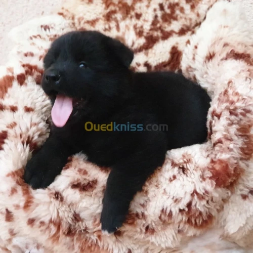 Chiot Akita americain أكيتا الأمريكي 