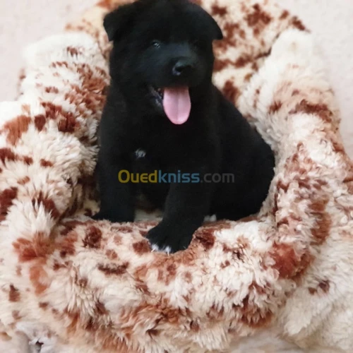 Chiot Akita americain أكيتا الأمريكي 