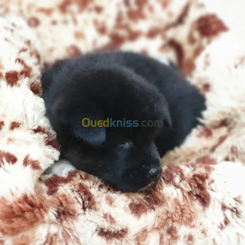 Chiot Akita americain أكيتا الأمريكي 