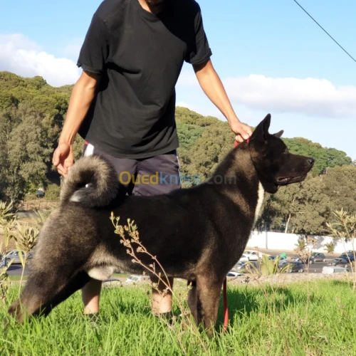 Chiot Akita americain أكيتا الأمريكي 