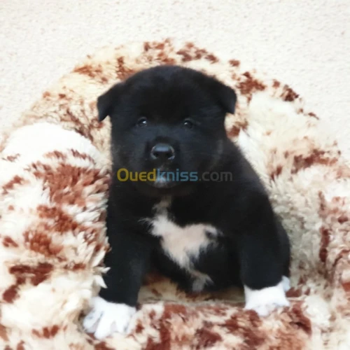 Chiot Akita americain أكيتا الأمريكي 