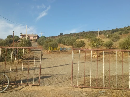 Vente Terrain Sidi bel abbes Ain el berd