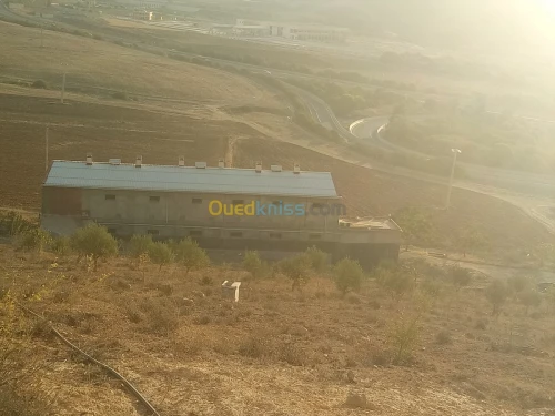 Vente Terrain Sidi bel abbes Ain el berd