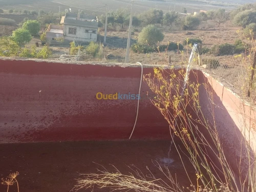 Vente Terrain Sidi bel abbes Ain el berd