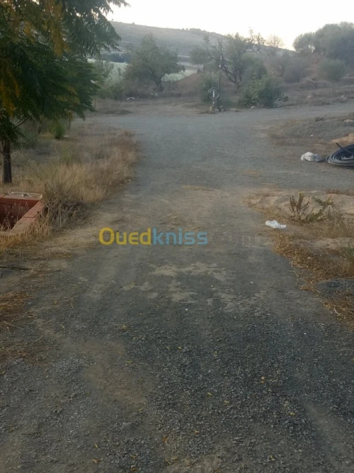 Vente Terrain Sidi bel abbes Ain el berd