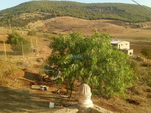 Vente Terrain Sidi bel abbes Ain el berd