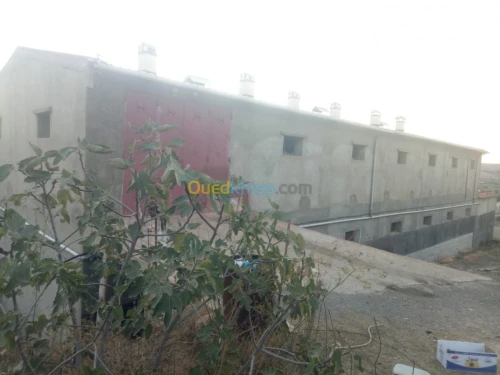 Vente Terrain Sidi bel abbes Ain el berd