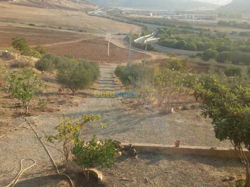 Vente Terrain Sidi bel abbes Ain el berd