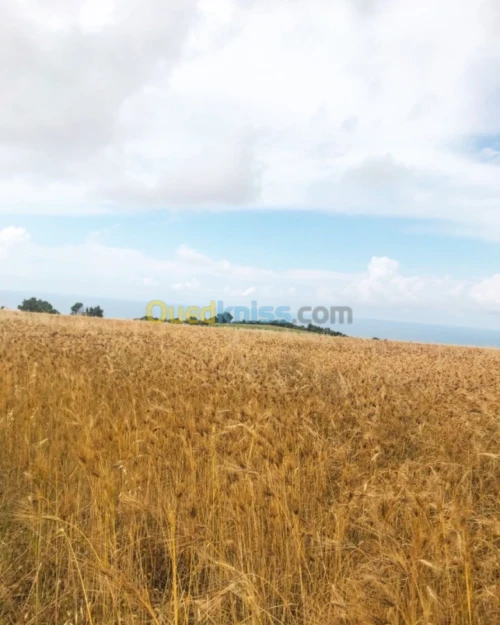 Vente Terrain Tipaza Ain tagourait
