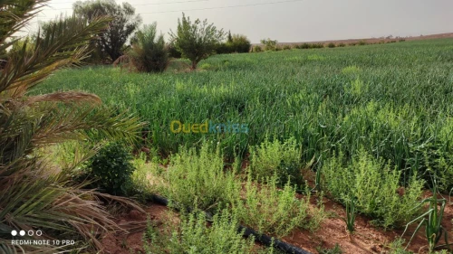 Vente Terrain Agricole Bechar Beni ounif