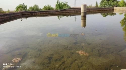 Vente Terrain Agricole Bechar Beni ounif