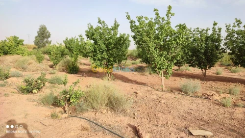 Vente Terrain Agricole Bechar Beni ounif