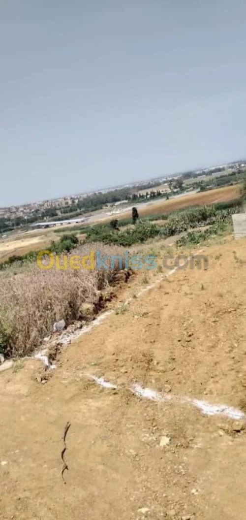 Vente Terrain Boumerdes Larbatache