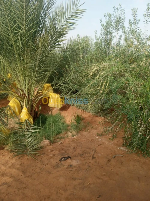 Vente Terrain Biskra Doucen