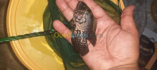 Poisson oscar.Arwana silver.red parrot