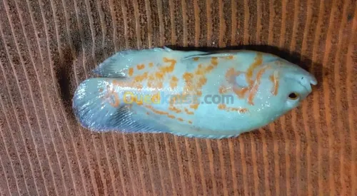 Poisson oscar.Arwana silver.red parrot
