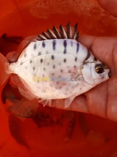 Poisson oscar.Arwana silver.red parrot