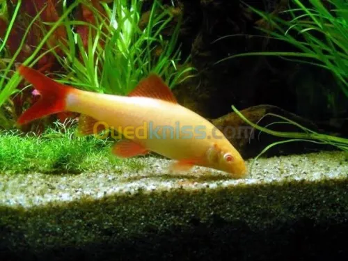 Poisson oscar.Arwana silver.red parrot