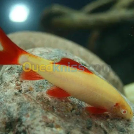 Poisson oscar.Arwana silver.red parrot