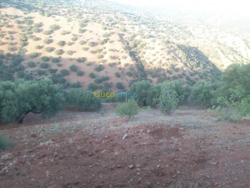 Vente Terrain Bouira Aghbalou