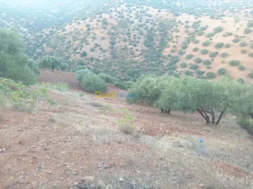 Vente Terrain Bouira Aghbalou