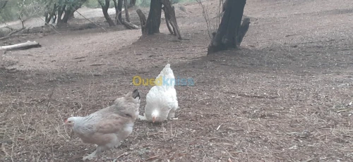 Poule Brahma دجاج براهما
