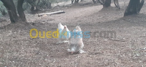 Poule Brahma دجاج براهما