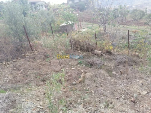 Vente Terrain Tizi ouzou Illoula oumalou
