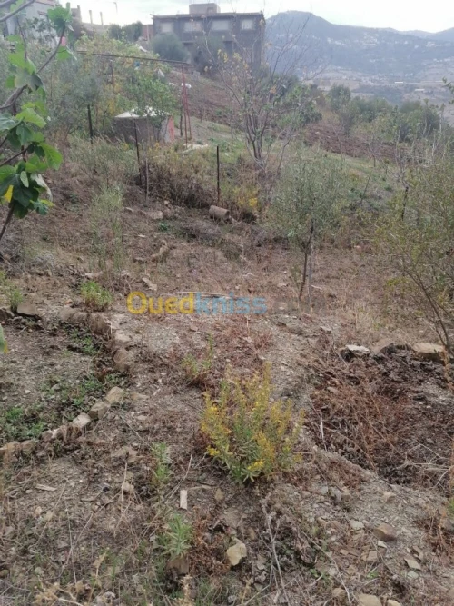 Vente Terrain Tizi ouzou Illoula oumalou
