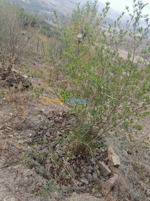 Vente Terrain Tizi ouzou Illoula oumalou