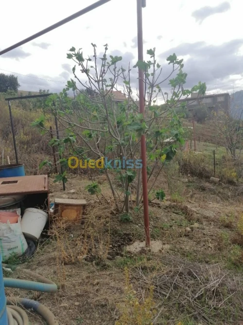 Vente Terrain Tizi ouzou Illoula oumalou