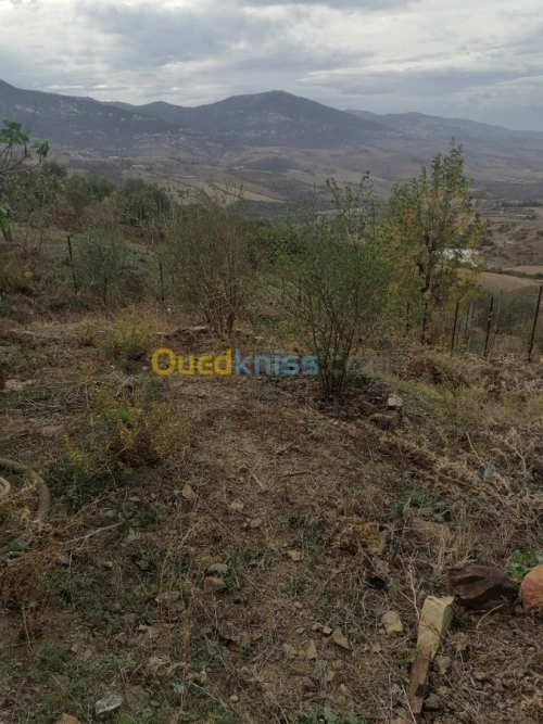Vente Terrain Tizi ouzou Illoula oumalou