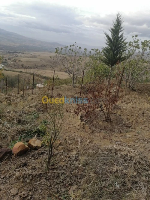 Vente Terrain Tizi ouzou Illoula oumalou