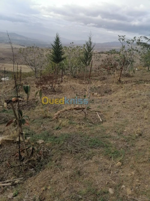 Vente Terrain Tizi ouzou Illoula oumalou