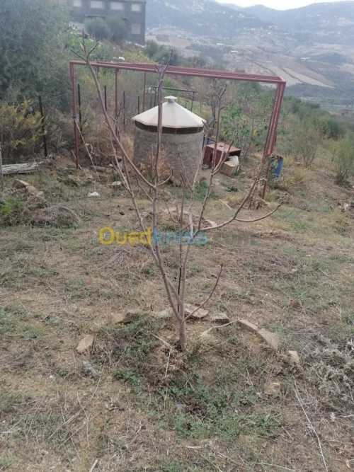 Vente Terrain Tizi ouzou Illoula oumalou