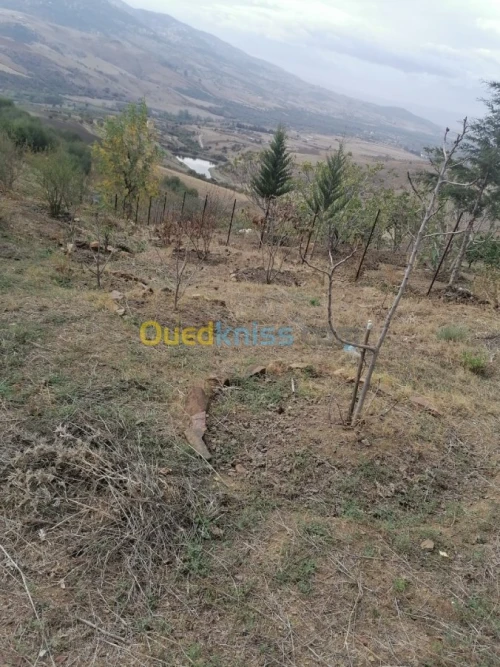Vente Terrain Tizi ouzou Illoula oumalou