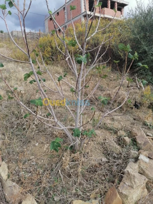 Vente Terrain Tizi ouzou Illoula oumalou