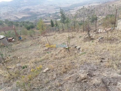 Vente Terrain Tizi ouzou Illoula oumalou