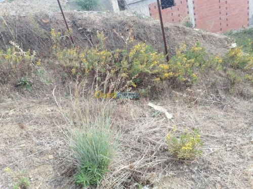 Vente Terrain Tizi ouzou Illoula oumalou