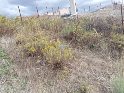 Vente Terrain Tizi ouzou Illoula oumalou