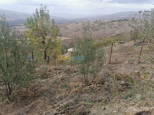 Vente Terrain Tizi ouzou Illoula oumalou