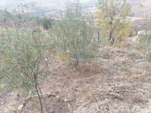 Vente Terrain Tizi ouzou Illoula oumalou
