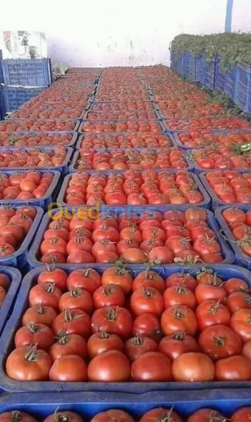 Location Local El oued El oued