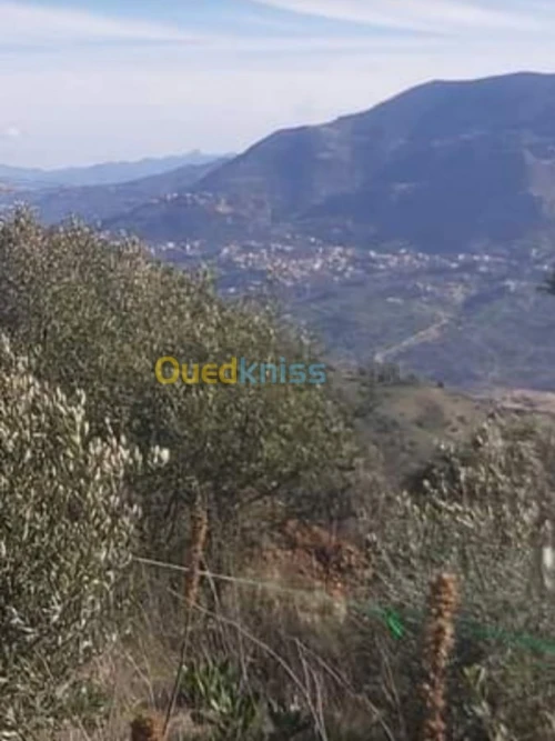 Vente Terrain Bejaia Sidi aich
